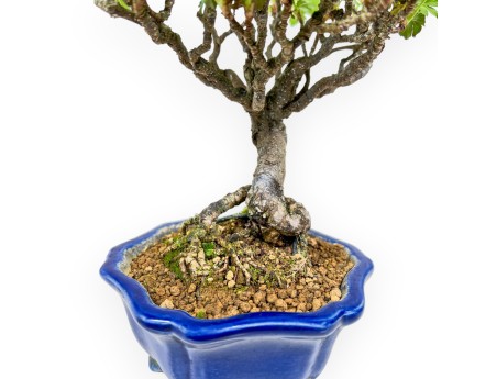 Ribes Rubrum - 23 cm