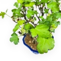 Ribes Rubrum - 23 cm