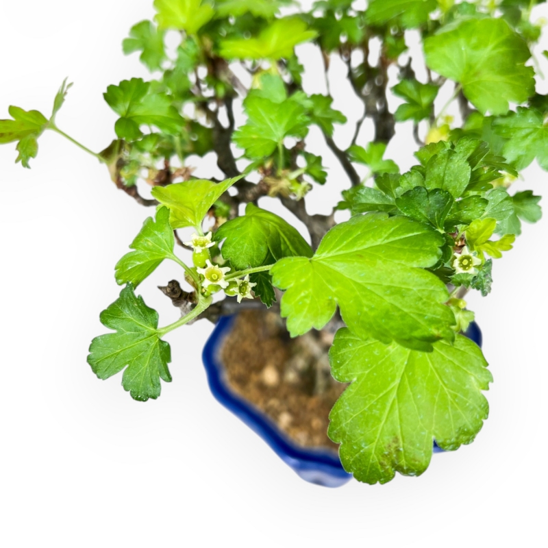 Ribes Rubrum - 23 cm