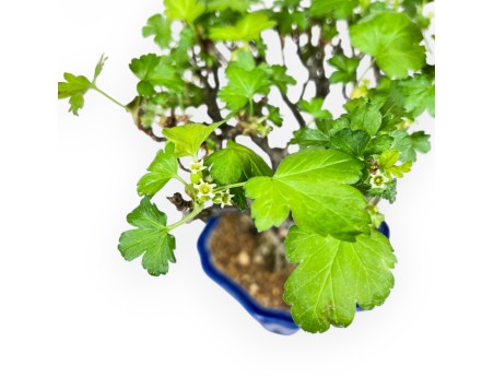 Ribes Rubrum - 23 cm