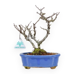 Chaenomeles Chojubai - Cotogno - 24 cm