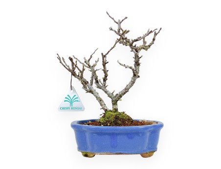 Chaenomeles Chojubai - Asian Quince - 24 cm