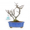 Chaenomeles Chojubai - Coing Asiatique - 24 cm