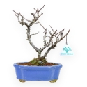 Chaenomeles Chojubai - Coing Asiatique - 24 cm