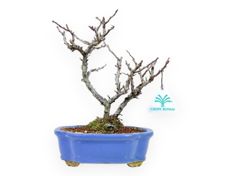 Chaenomeles Chojubai - Cotogno - 24 cm