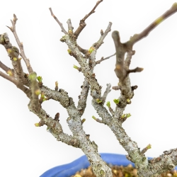 Chaenomeles Chojubai - Cotogno - 24 cm