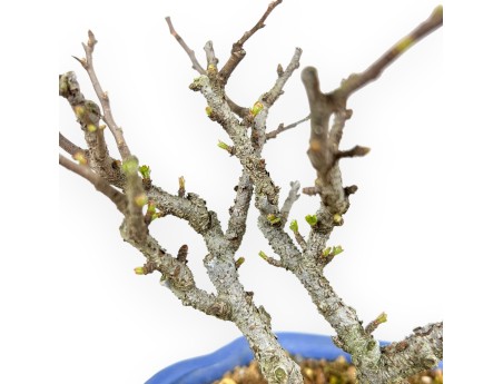 Chaenomeles Chojubai - Coing Asiatique - 24 cm