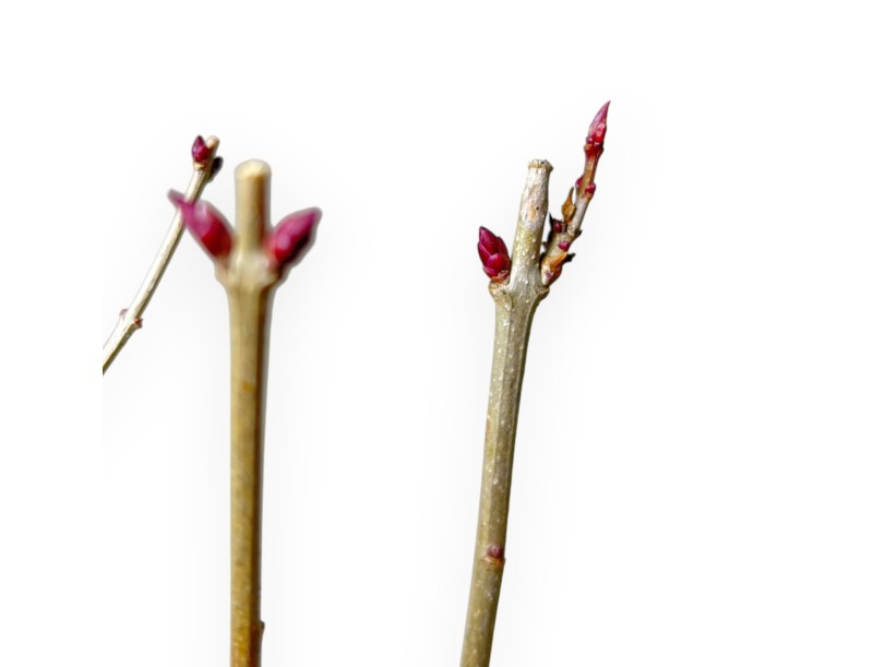 Syringa Vulgaris - 35 cm