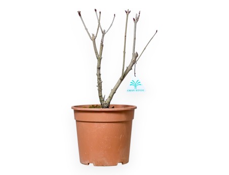 Syringa Vulgaris - 35 cm