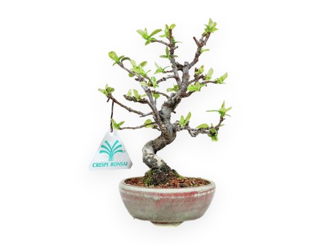 Pseudocydonia Chinensis - Cognassier - 19 cm