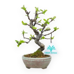 Pseudocydonia Chinensis - Cognassier - 19 cm