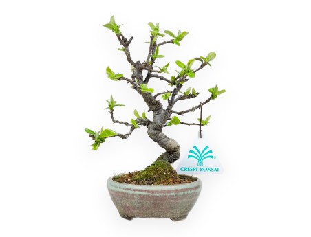 Pseudocydonia Chinensis - Cognassier - 19 cm