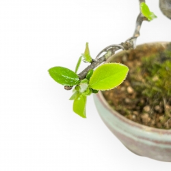 Pseudocydonia Chinensis - Apple Tree - 19 cm