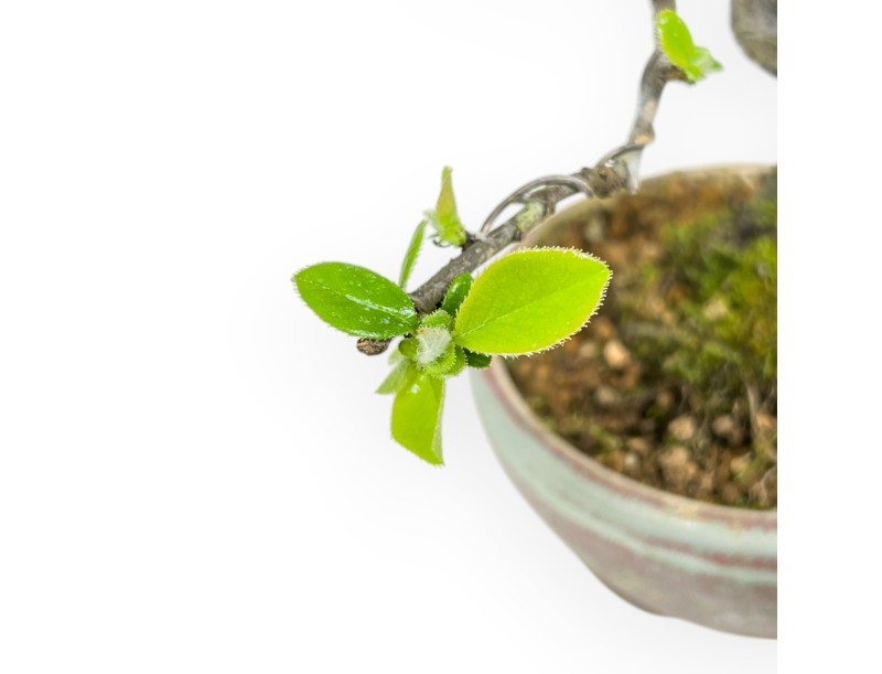 Pseudocydonia Chinensis - Apple Tree - 19 cm