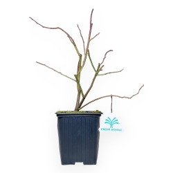 Itea Virgrinica FE Love Child - 30 cm