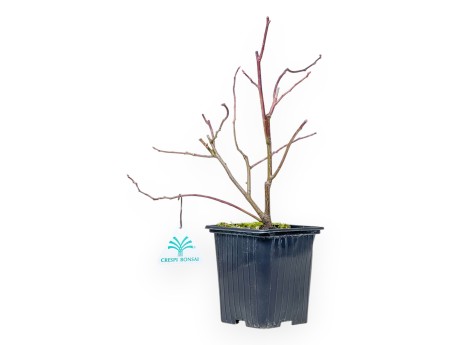 Itea Virgrinica FE Love Child - 30 cm
