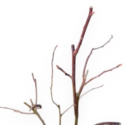 Itea Virgrinica FE Love Child - 30 cm