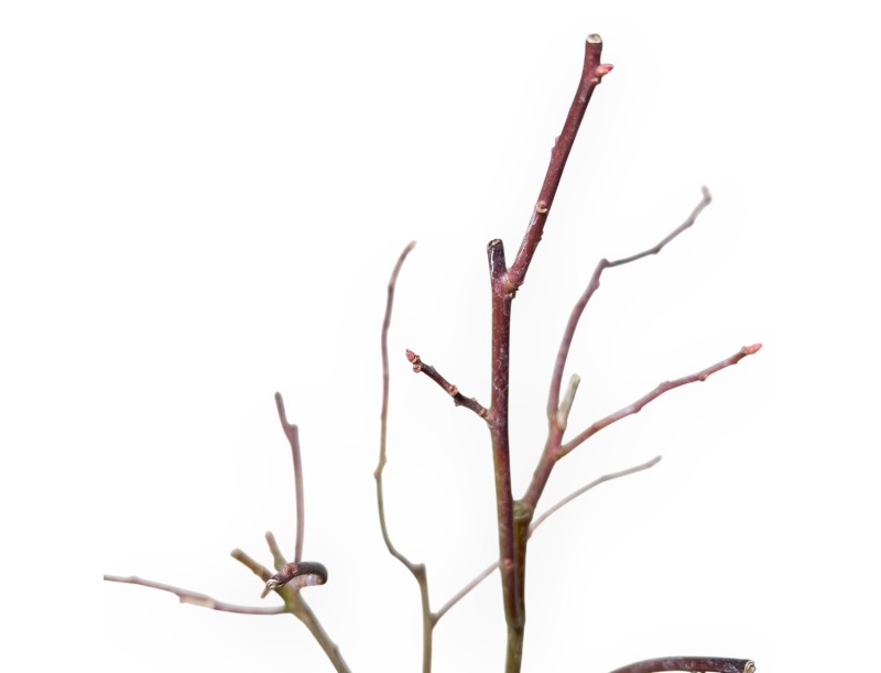 Itea Virgrinica FE Love Child - 30 cm