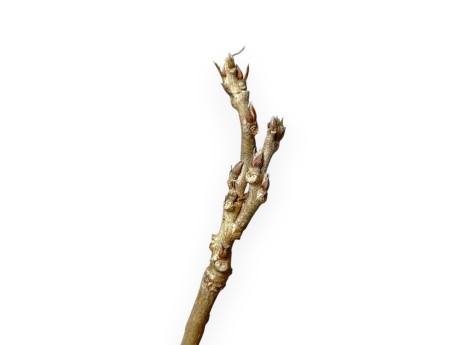 Wisteria Sinensis - 30 cm