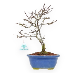 Chaenomeles Chojubai - Coing Asiatique - 32 cm