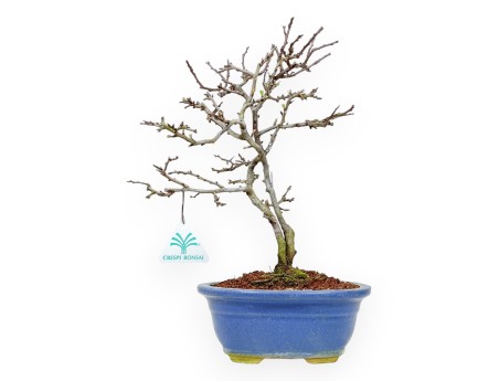 Chaenomeles Chojubai - Cotogno - 32 cm