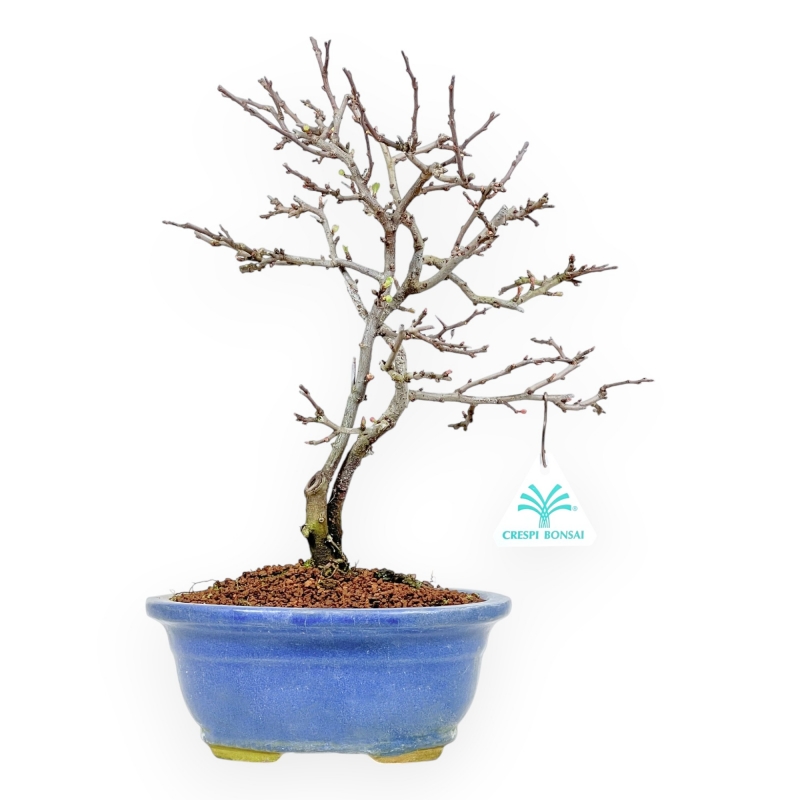 Chaenomeles Chojubai - Coing Asiatique - 32 cm
