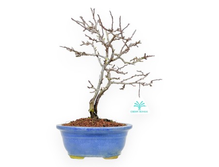 Chaenomeles Chojubai - Cotogno - 32 cm