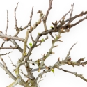 Chaenomeles Chojubai - Coing Asiatique - 32 cm