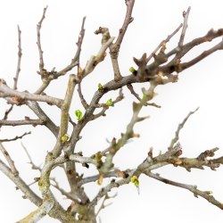 Chaenomeles Chojubai - Coing Asiatique - 32 cm