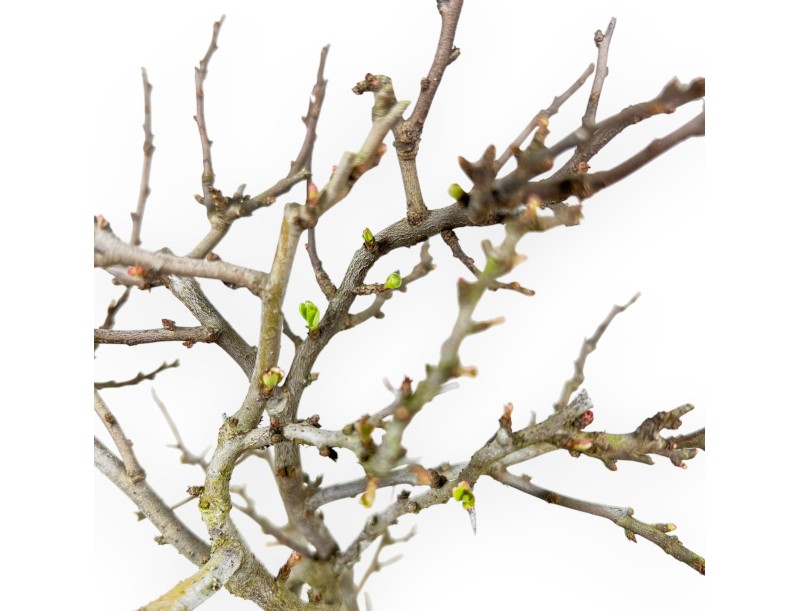 Chaenomeles Chojubai - Cotogno - 32 cm