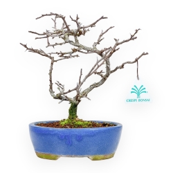Chaenomeles Chojubai - Cotogno - 24 cm