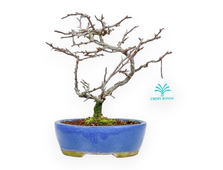 Chaenomeles Chojubai - Coing Asiatique - 24 cm