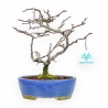 Chaenomeles Chojubai - Asian Quince - 24 cm