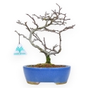 Chaenomeles Chojubai - Asian Quince - 24 cm