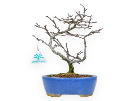 Chaenomeles Chojubai - Coing Asiatique - 24 cm