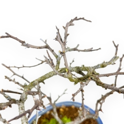 Chaenomeles Chojubai - Cotogno - 24 cm