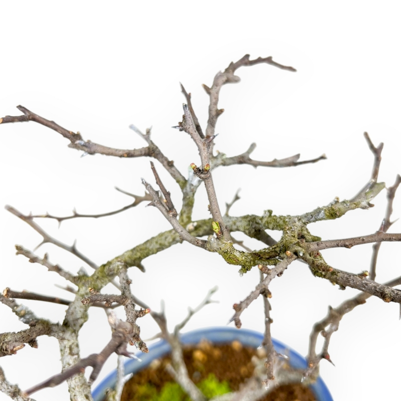 Chaenomeles Chojubai - Coing Asiatique - 24 cm