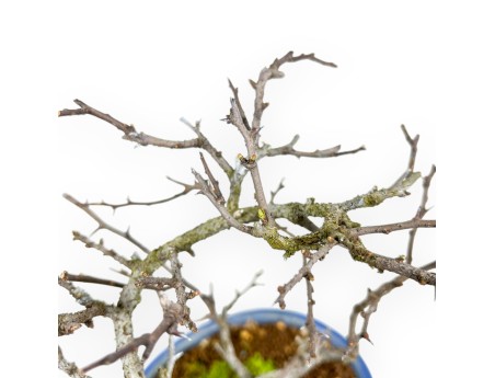 Chaenomeles Chojubai - Coing Asiatique - 24 cm