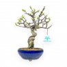 Pseudocydonia Chinensis - Apple Tree - 26 cm