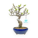 Pseudocydonia Chinensis - Apple Tree - 26 cm
