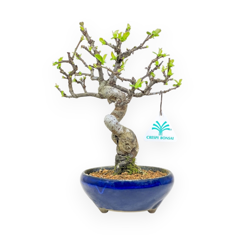 Pseudocydonia Chinensis - Apple Tree - 26 cm