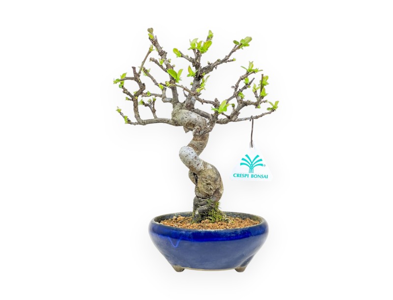 Pseudocydonia Chinensis - Cotogno - 26 cm