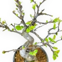 Pseudocydonia Chinensis - Apple Tree - 26 cm