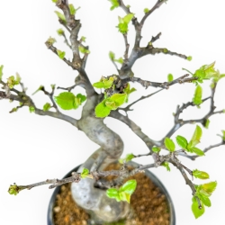 Pseudocydonia Chinensis - Cotogno - 26 cm