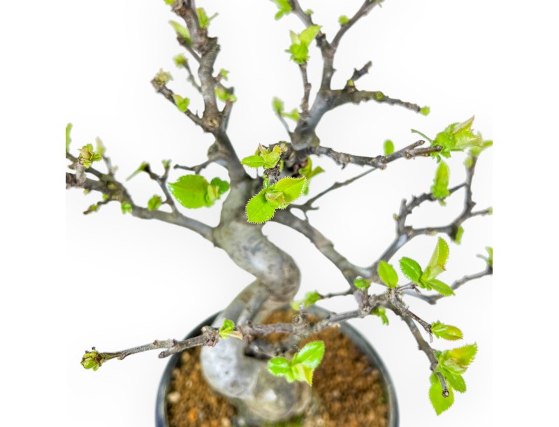 Pseudocydonia Chinensis - Cotogno - 26 cm