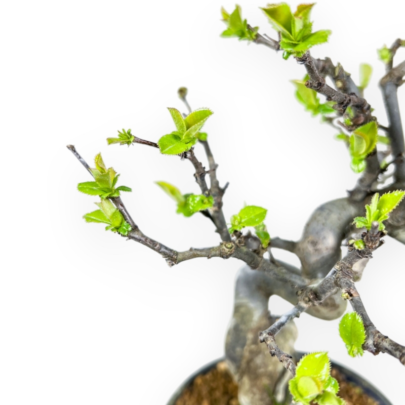 Pseudocydonia Chinensis - Apple Tree - 26 cm