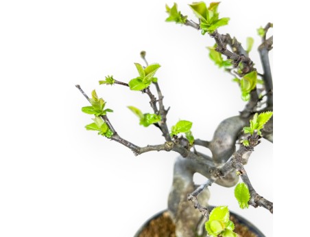 Pseudocydonia Chinensis - Apple Tree - 26 cm