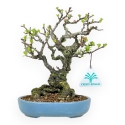 Chaenomeles Chojubai - Asian Quince - 22 cm