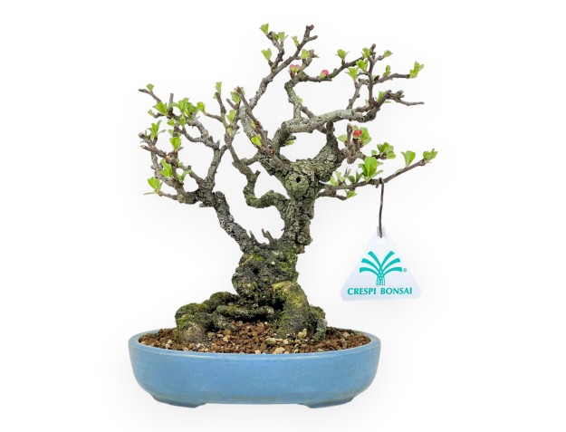 Chaenomeles Chojubai - Coing Asiatique - 22 cm