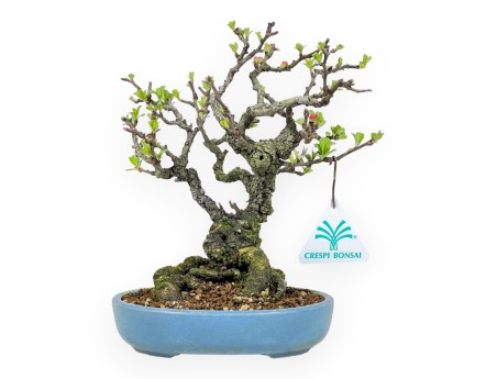 Chaenomeles Chojubai - Cotogno - 22 cm